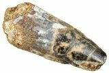 Fossil Spinosaurus Tooth - Real Dinosaur Tooth #249515-1
